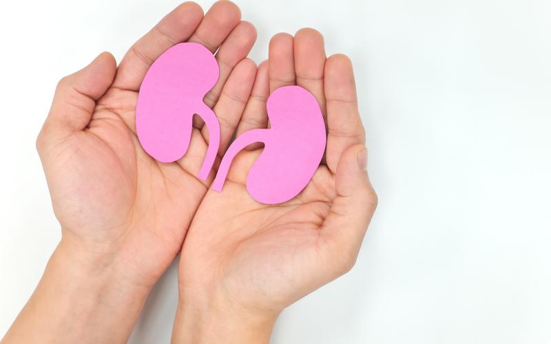 picture of kidneys in a persons bare hands