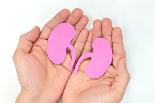 picture of kidneys in a persons bare hands
