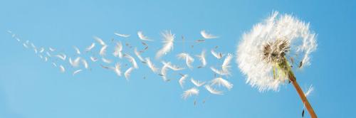 dandelion with seeds floating away