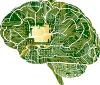 Brain Brain